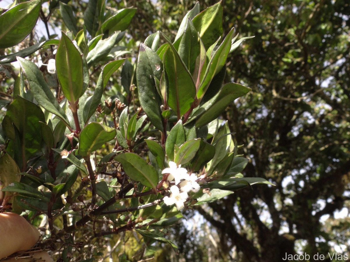 Hedyotis trimenii var. trimenii Deb & Ratna Dutta